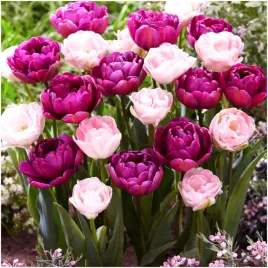 tulipan-double-zestaw-mix-kolory-rozu-cebulki-50-szt-gratis