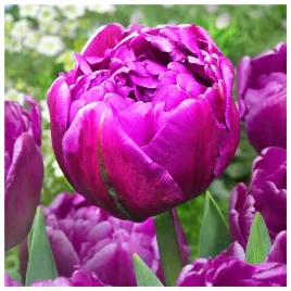 tulipan-peoniowy-double-flag-cebulki-5-szt-gratis