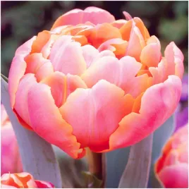 tulipan-francuski-double-late-cebulki-5-szt-gratis
