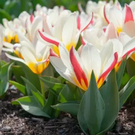 tulipan-niski-bialo-czerwony-the-first-cebulki-10-szt-gratis