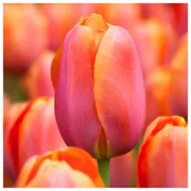 tulipan-pomaranczowo-zolty-dordogne-cebulki-10-szt-gratis