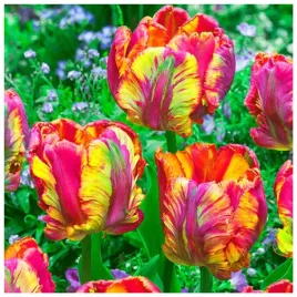 tulipan-wielokolorowy-rainbow-cebulki-10-szt-gratis