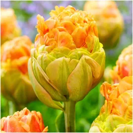tulipan-pelny-le-lavandou-pomaranczowy-zolty-cebulki-10-szt-gratis