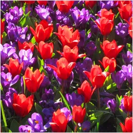 tulipan-czerwony-niski-krokus-zestaw-cebulki-30-szt-gratis