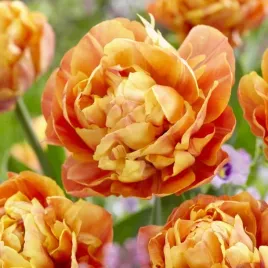 tulipan-pelny-pomaranczowy-valdivia-cebulki-10-szt-gratis