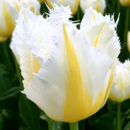 tulipan-strzepiasty-lemon-beauty-cebulki-10-szt-gratis