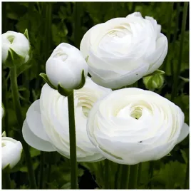 jaskier-cebulki-ranunculus-bialy-5-szt-gratis