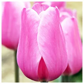 tulipan-rozowy-cebulki-50-szt-gratis