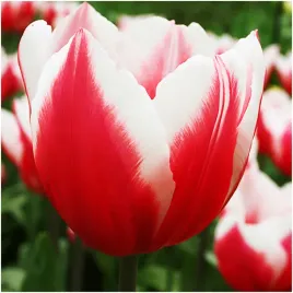 tulipan-bialo-czerwony-leen-van-der-mark-cebulki-50-szt-gratis
