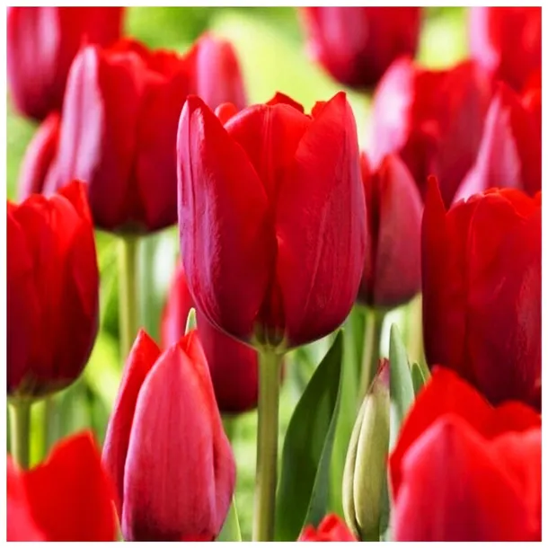 TULIPAN CZERWONY cebulki 100 szt. + GRATIS