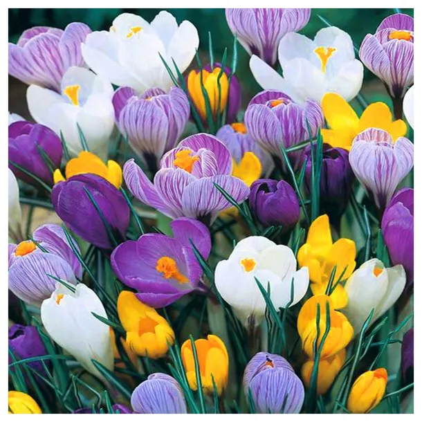 KROKUS zestaw MIX KOLORÓW cebulki 500 szt. + GRATIS
