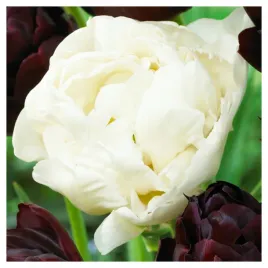 tulipan-bialy-podwojny-peoniowy-mount-tacoma-cebulki-10-szt-gratis