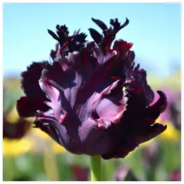 tulipan-czarny-black-parrot-cebulki-10-szt-gratis