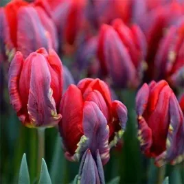 tulipan-papuzi-czerwony-rococo-cebulki-10-szt-gratis
