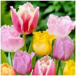 tulipan-strzepiasty-zestaw-mix-kolorow-cebulki-25-szt-gratis