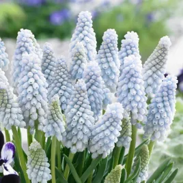 muscari-szafirek-niebieski-baby-s-breath-cebulki-50-szt-gratis