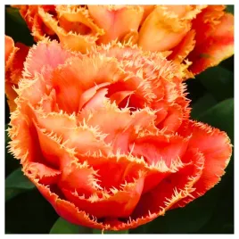 tulipan-strzepiasty-pelny-brisbane-cebulki-10-szt-gratis