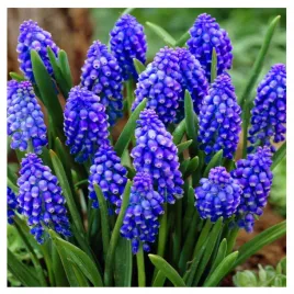 muscari-szafirek-cebulki-armenski-niebieski-50-szt-gratis