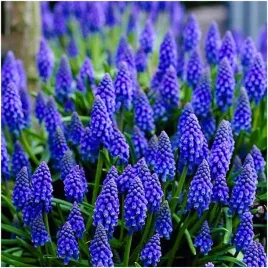 muscari-szafirek-cebulki-armenski-niebieski-100-szt-gratis