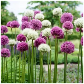 czosnek-allium-cebulki-olbrzymi-ozdobny-mix-kolorow-50-szt-gratis