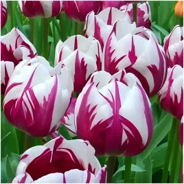 tulipan-bialo-purpurowy-rems-favourite-cebulki-5-szt-gratis