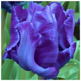 tulipan-niebieski-blue-parrot-cebulki-10-szt-gratis