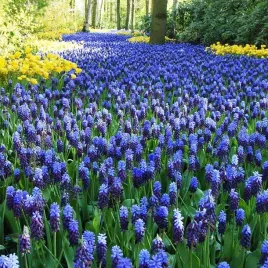 szafirek-cebulki-muscari-latifolium-duo-fioletowo-niebieski-10-szt-gratis