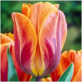 tulipan-dwukolorowy-princes-irene-cebulki-10-szt-gratis