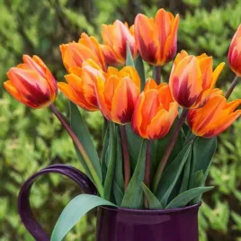 tulipan-dwukolorowy-princes-irene-cebulki-10-szt-gratis