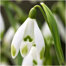 przebisnieg-sniezyczka-cebulki-galanthus-woronowii-50-szt-gratis