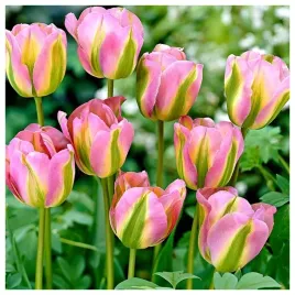 tulipan-papuzi-groenland-rozowo-zielony-parrot-cebulki-10-szt-gratis