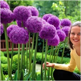czosnek-olbrzymi-purple-sensation-cebulki-10-szt-gratis