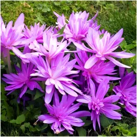zimowit-cebulki-liliowy-waterlily-rozlozysty-colchicum-5-szt-gratis