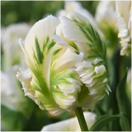 tulipan-bialo-zielony-papuzi-white-rebel-cebulki-5-szt-gratis