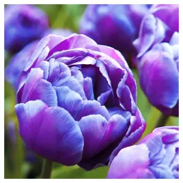 tulipan-niebieski-double-diamond-cebulki-10-szt-gratis