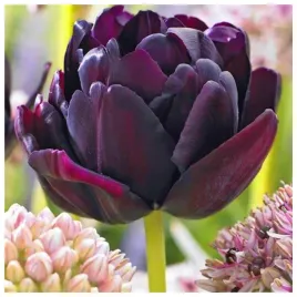 tulipan-pelny-czarny-black-hero-cebulki-5-szt-gratis