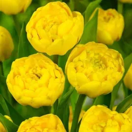 tulipan-zolty-double-pomponette-cebulki-10-szt-gratis