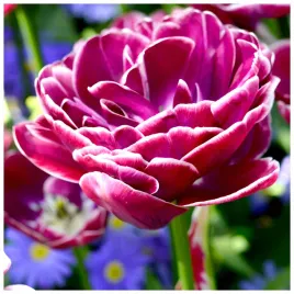 tulipan-pelny-dream-touch-double-cebulki-10-szt-gratis