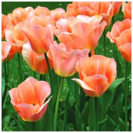 tulipan-apricot-beauty-morelowy-cebulki-10-szt-gratis
