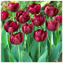 tulipan-double-late-antracytowy-canyon-cebulki-10-szt-gratis