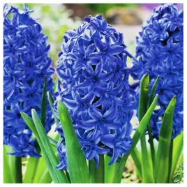 hiacynt-niebieski-blue-star-cebulki-10-szt-gratis
