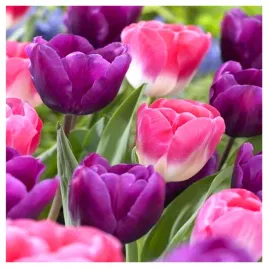 tulipan-kolory-fioletu-roz-zestaw-mix-cebulki-50-szt-gratis