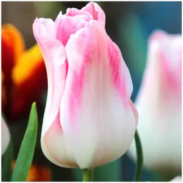tulipan-lilioksztaltny-holland-chic-cebulki-10-szt-gratis
