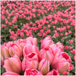 tulipan-rozowy-design-impresion-cebulki-10-szt-gratis