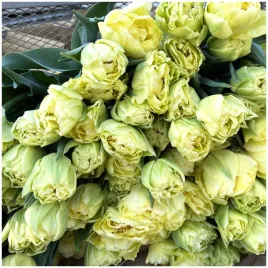 tulipan-pelny-kremowy-verona-cebulki-10-szt-gratis