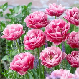 tulipan-rozowy-paris-double-cebulki-10-szt-gratis