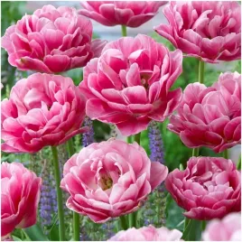 tulipan-pelny-rozowy-paris-double-cebulki-10-szt-gratis