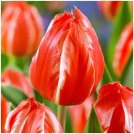 tulipan-niski-czerwony-friendly-fire-cebulki-10-szt-gratis