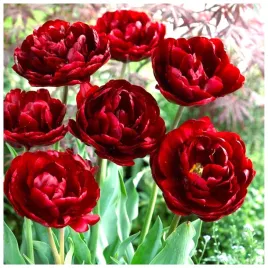 tulipan-pelny-czerwony-uncle-tom-cebulki-10-szt-gratis