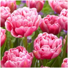 tulipan-pelny-rozowy-voque-cebulki-10-szt-gratis
